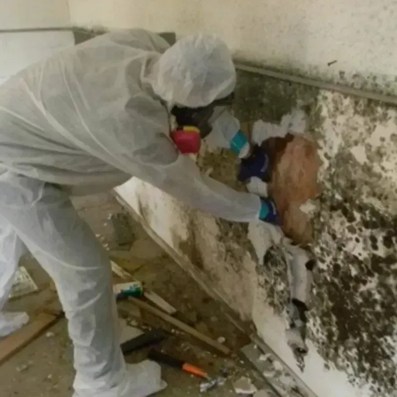 Mold Remediation and Removal in Ada County, ID